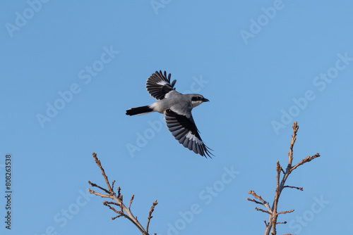 A Loggerhead Shrike bird flying across a beautiful blue sky background with open wings during the Spring season in Colorado. photo