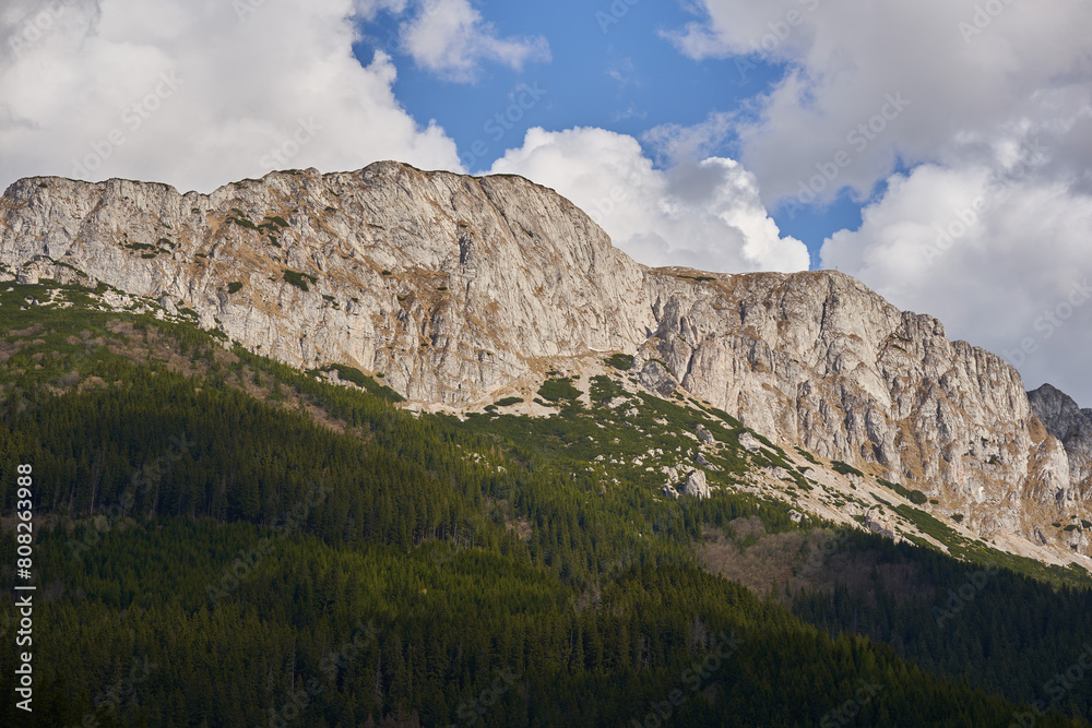 Mountains and pine forests landscape