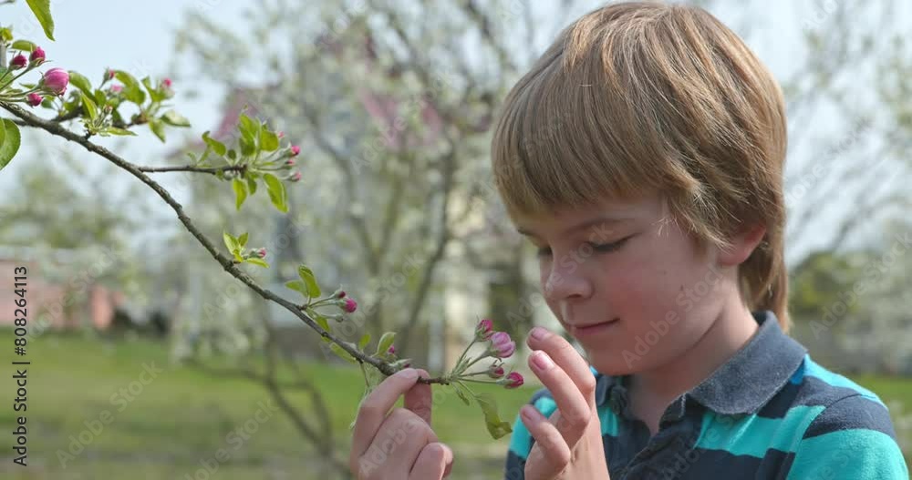 Cute Kid Boy Sniff Blossom Flowers Petals. Adorable Child Look Touch Fruit Tree Branch in Backyard Orchard Garden. Spring Season in Village Country Rural. 4K 10-bit Slow motion Cute Kid Boy Sniff Blossom Flowers Petals. Adorable Child Look Touch Fruit Tree Branch in Backyard Orchard Garden. Spring Season in Village Country Rural. 4K 10-bit Slow motion