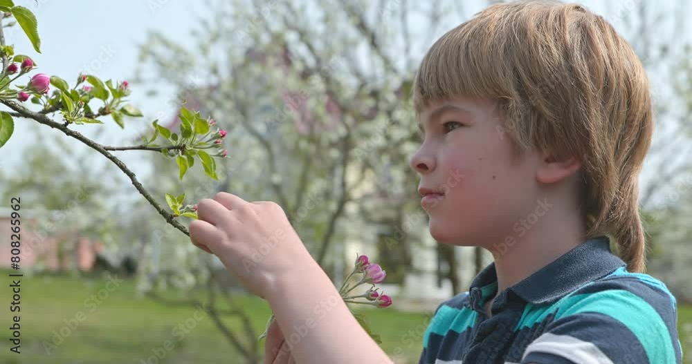 Cute Kid Boy Sniff Blossom Flowers Petals. Adorable Child Look Touch Fruit Tree Branch in Backyard Orchard Garden. Spring Season in Village Country Rural. 4K 10-bit Slow motion Cute Kid Boy Sniff Blossom Flowers Petals. Adorable Child Look Touch Fruit Tree Branch in Backyard Orchard Garden. Spring Season in Village Country Rural. 4K 10-bit Slow motion