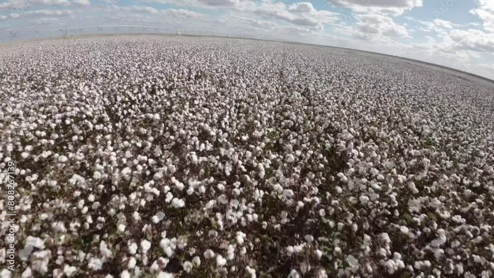Brazilian cotton fields at harvest season, aerial drone shot Brazilian cotton fields at harvest season, aerial drone shot