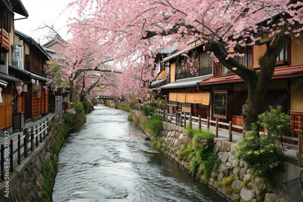 Fototapeta premium Cherry blossoms in full bloom, Sakura Blossoms in Full Bloom. Park comes alive as vibrant sakura, Ai generated