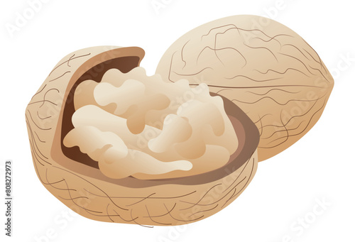 Walnut in cracked nutshell in flat design. Seasonal brown tree nut. Vector illustration isolated.