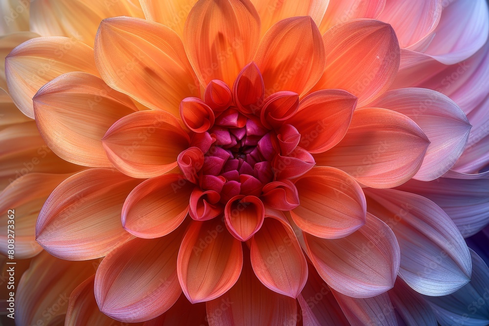 Fototapeta premium A stunning close-up photograph showcasing the intricate details and vibrant colors of a dahlia flower in full bloom, highli