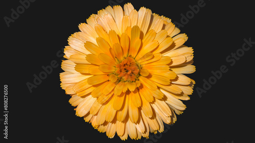 One Calendula officinalis orange flower isolated.