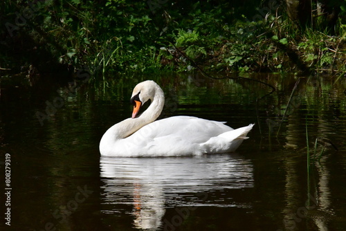 Swan in river Nore  Kilkenny  Ireland