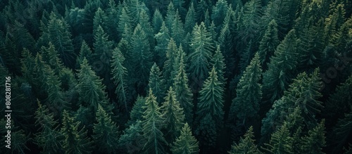 natural view of pine trees seen from above
