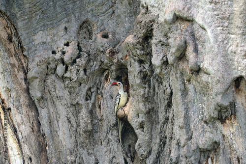 Tockus leucomelas bird on a ancient tree trunk photo