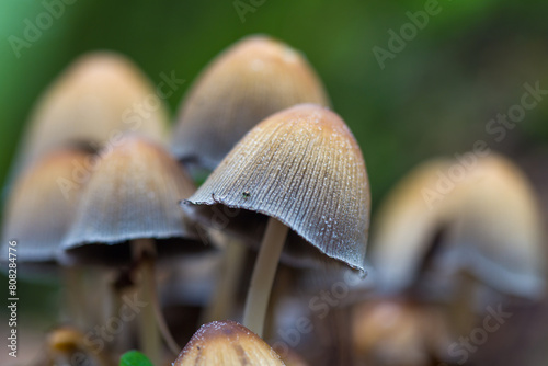 Hallucinogenic mushrooms. Selective focus. psilocybin mushrooms. photo