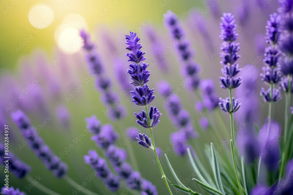 Fototapeta premium lavender flowers in the garden, herbal aromatherapy bokeh background 
