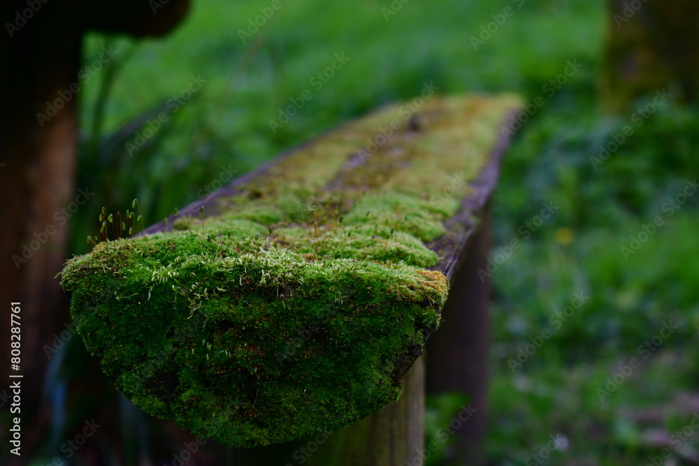 Moss on the bench, Castlecomer Discovery Park, Castlecomer, Co. Kilkenny, Ireland Moss on the bench, Castlecomer Discovery Park, Castlecomer, Co. Kilkenny, Ireland