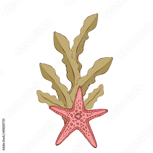 Star fish with a bush of algae. Composition of underwater world. Hand drawn illustration in flat style. Isolated on white background. Design element for packaging design, print, textile.