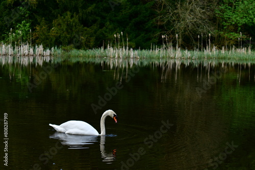 Mute swan on the lake  Castlecomer Discovery Park  Castlecomer  Co. Kilkenny  Ireland