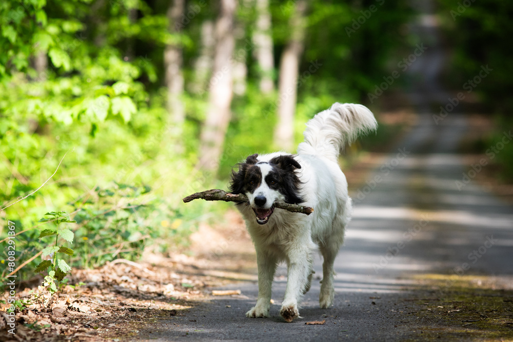 cute white shepherd dog playing in nature cute white shepherd dog playing in nature