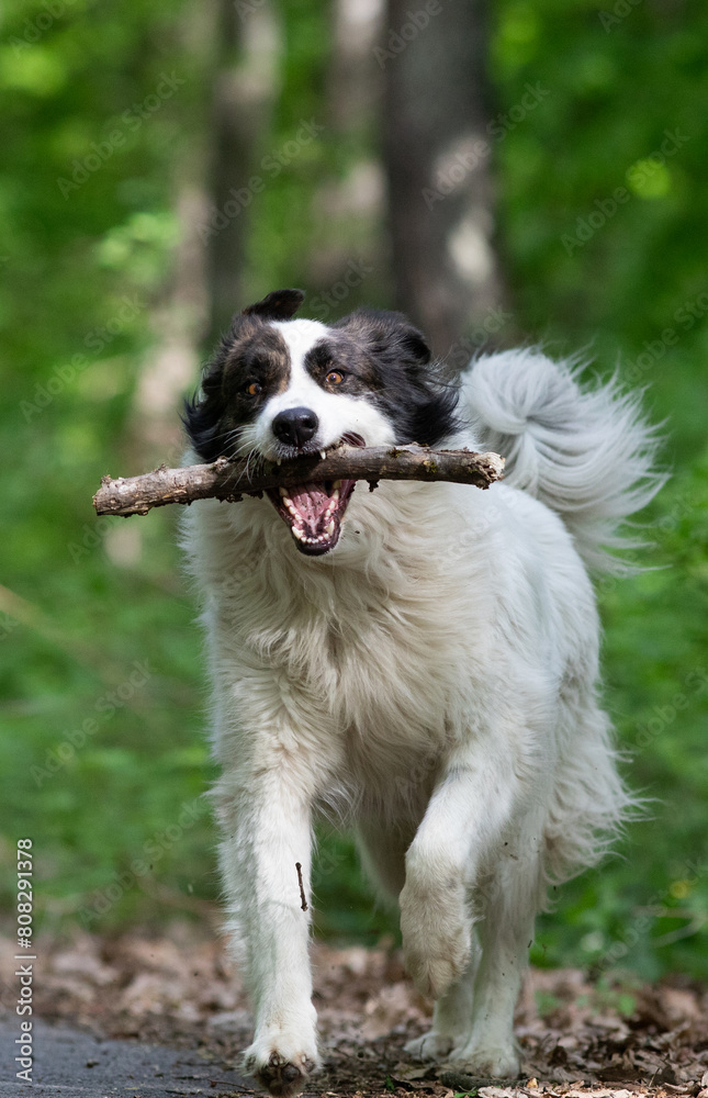 cute white shepherd dog playing in nature cute white shepherd dog playing in nature