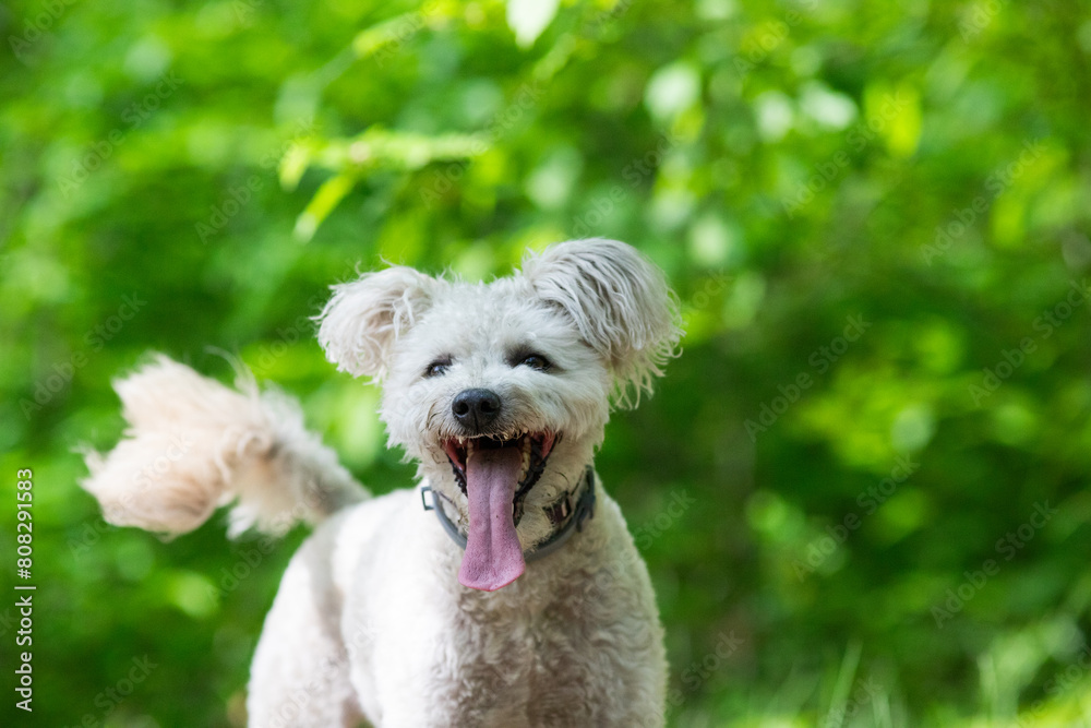cute little pumi dog enjoying the outdoors cute little pumi dog enjoying the outdoors