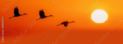 silhouette of three cranes flying in the sky with sunset light orange gradient background photo