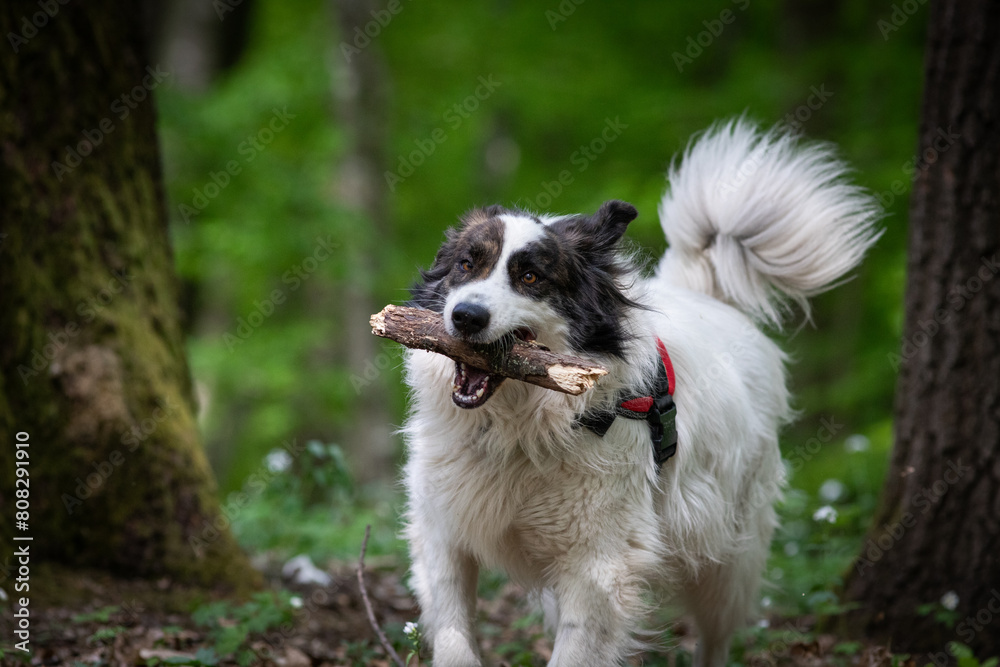 cute white shepherd dog playing in nature