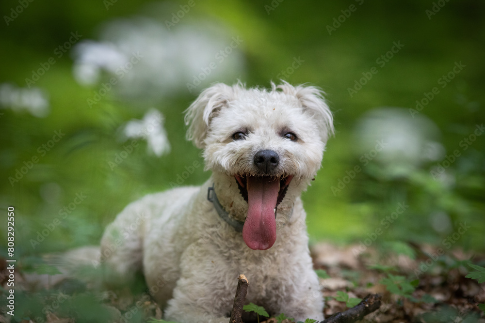 cute little pumi dog enjoying the outdoors cute little pumi dog enjoying the outdoors
