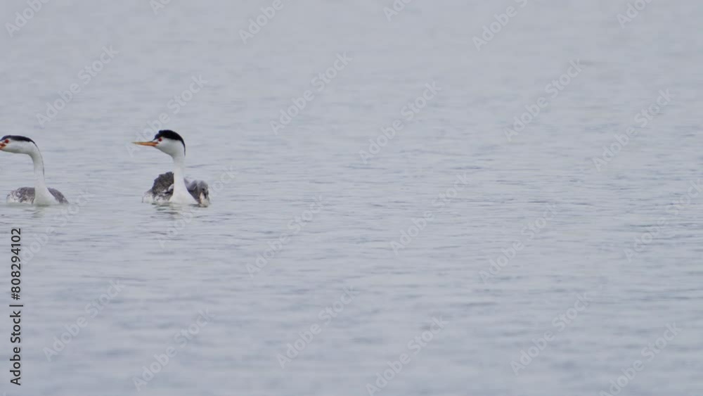 Grebe runs on water chasing seagull trying to steal fish as chick tries to eat it. Grebe runs on water chasing seagull trying to steal fish as chick tries to eat it.