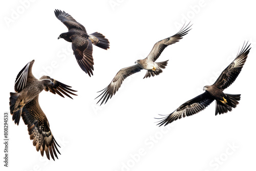 flying birds isolated, flock of birds, birds in flight transparent background PNG