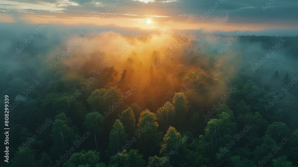 Aerial View of Foggy Forest at Sunset Aerial View of Foggy Forest at Sunset