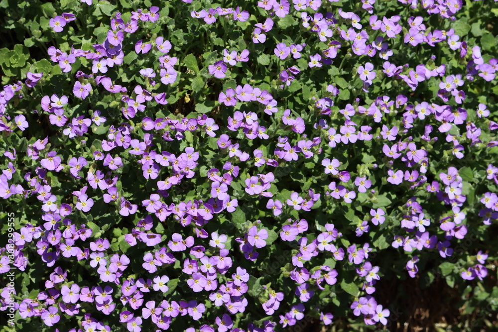 Obraz premium Sweden. Aubrieta deltoidea is a species of flowering plant in the mustard family. Common names include lilacbush, purple rock cress and rainbow rock cress. 