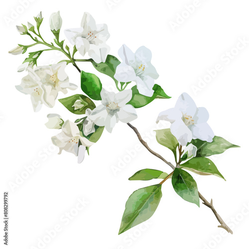 Watercolor clipart vector of jasmine flower, isolated on a white background, jasmine vector, Illustration painting, Graphic logo, drawing design art