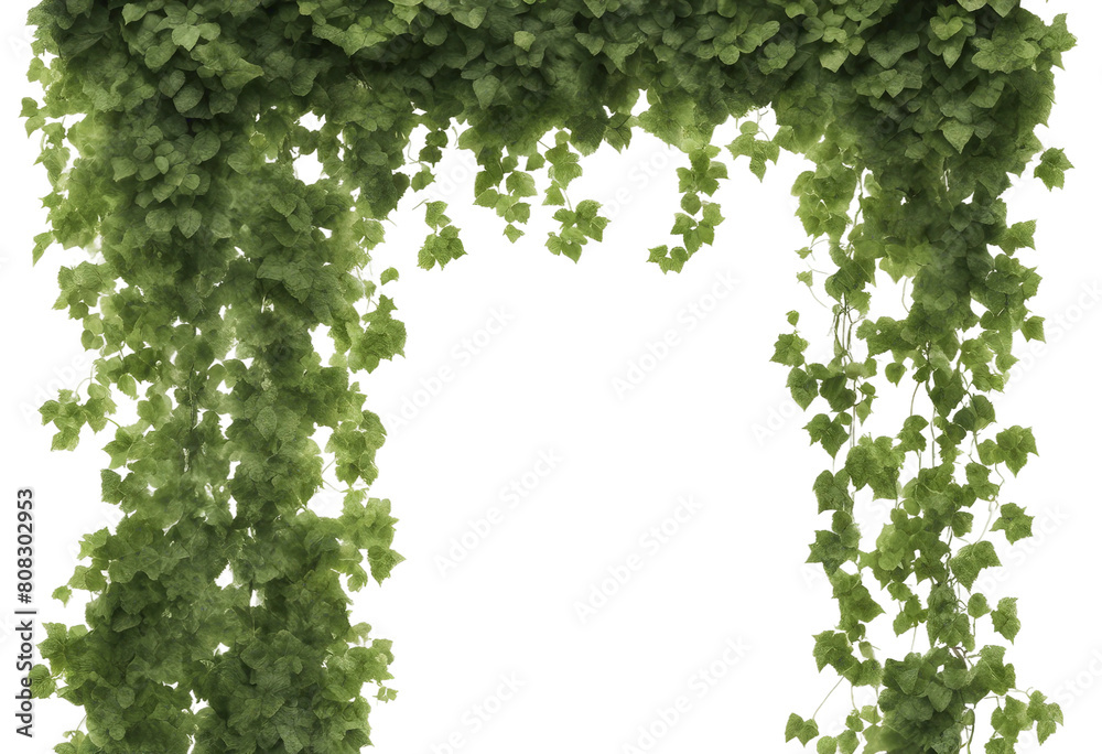 Obraz premium Verdant Javanese Treeline Grape Ivy (Cissus spp) Jungle Vine Drapes frame or border with copy space isolated on transparent background