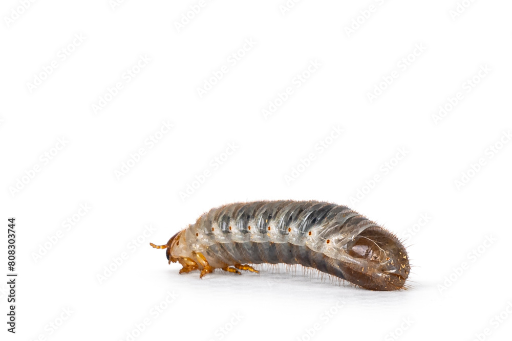 Larva or grub from Congo Rose chafer aka achnoda marginata peregrina. Crawling away from camera. Isolated on a white background. Larva or grub from Congo Rose chafer aka achnoda marginata peregrina. Crawling away from camera. Isolated on a white background.