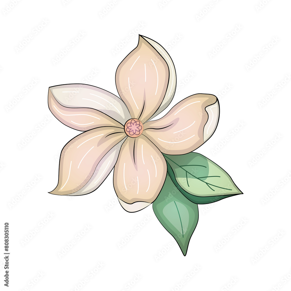 Set of flowers anemone, peony, magnolia, violet, a beautiful bouquet Set of flowers anemone, peony, magnolia, violet, a beautiful bouquet