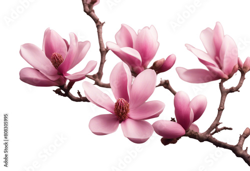 Branch of spring season pink magnolia flowers petals  isolated on transparent background