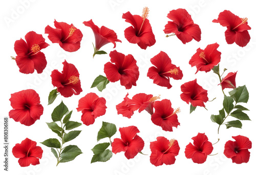 Set of many tropical red hibiscus flowers isolated on transparent background