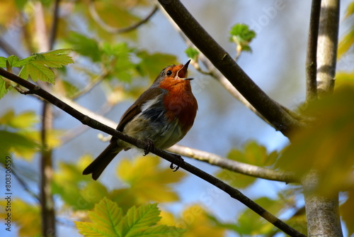 Bird Robin on a branch