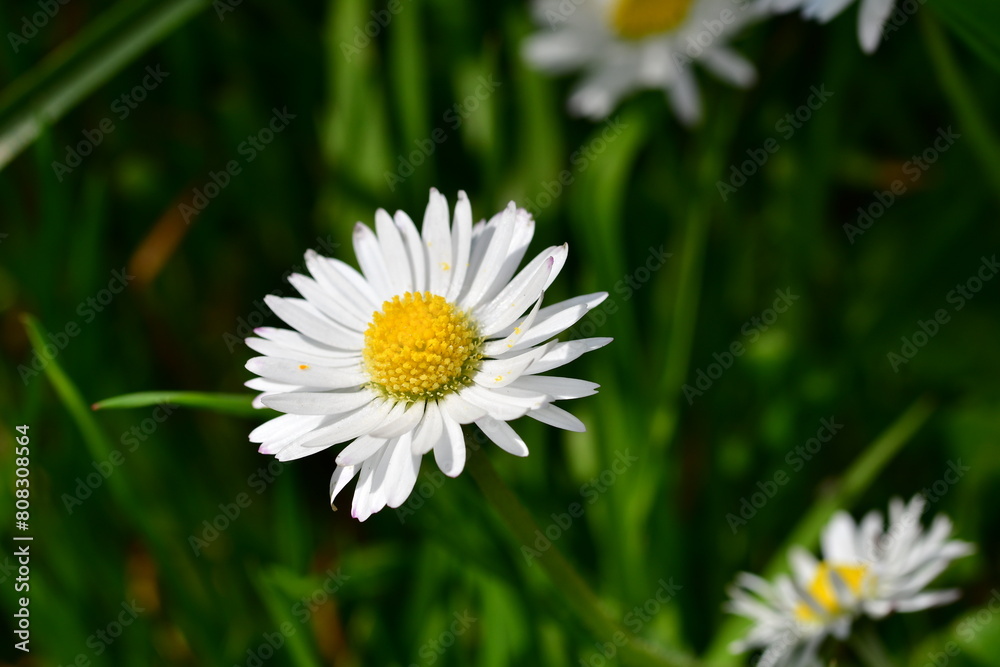 Macro photography of a white daisy flower Macro photography of a white daisy flower