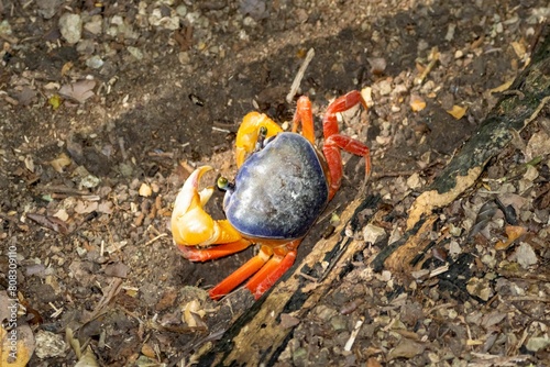 Red land crab, Gecarcinus quadratus