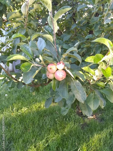 apples growning on a tree photo