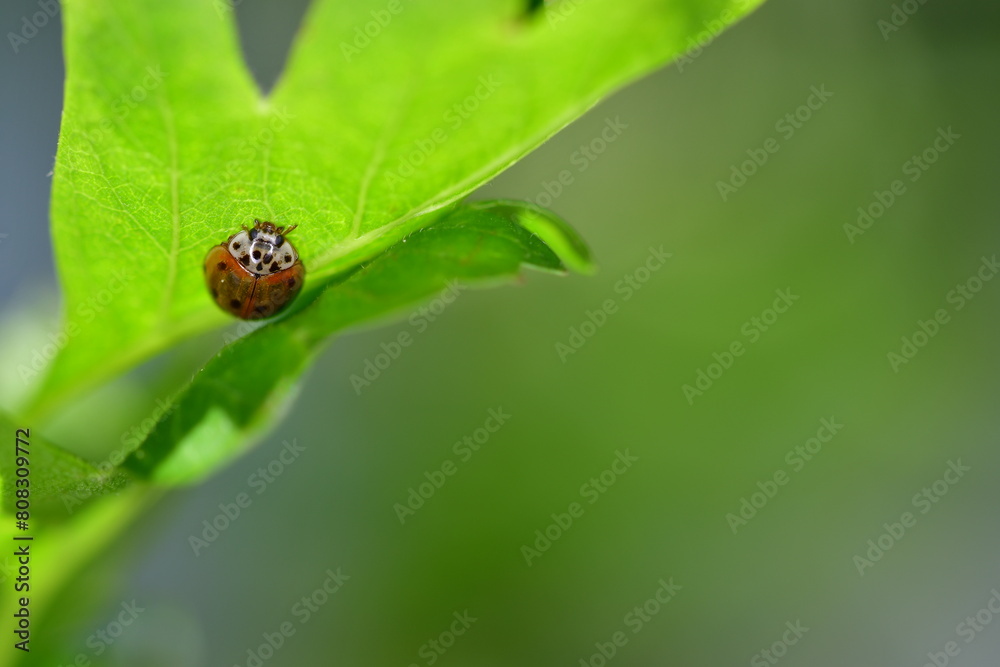 Fototapeta premium Ladybug on green leaf, macro photography