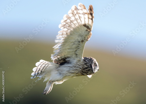 Pueo, Hawaiian Owl, Asio flammeus sandwichensis, Big Island, Hawaii