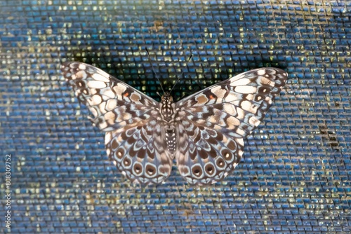 Variable cracker butterfly, Hamadryas feronia