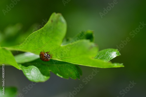 Ladybug on green leaf, macro photography