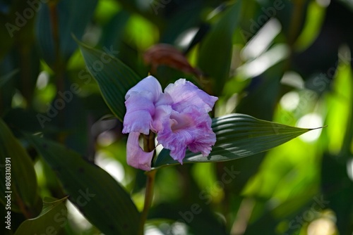 Flower of the orchid Sobralia warszewiczii