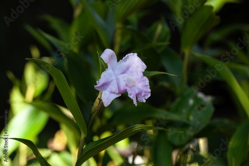 Flower of the orchid Sobralia warszewiczii