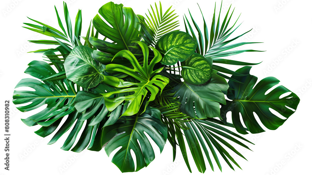 Vibrant tropical leaves isolated on white, showcasing lush greenery and natural textures. Vibrant tropical leaves isolated on white, showcasing lush greenery and natural textures.