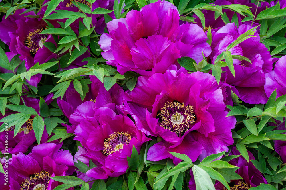 Fototapeta premium Floral background of pink tree peony flowers