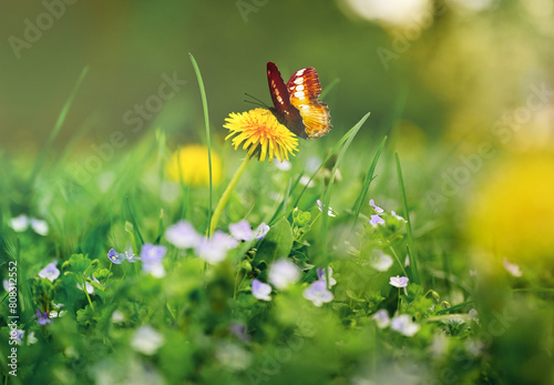 Wild flowers of clover and butterfly in a meadow in nature of sunlight in summer.
