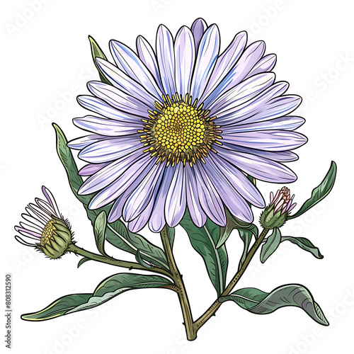 Aster Flower - September Birth Flower photo