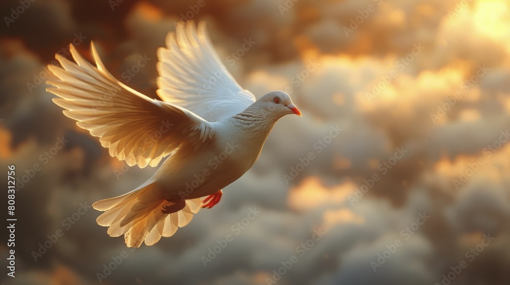 White Dove Flying in Front of the Sun White Dove Flying in Front of the Sun