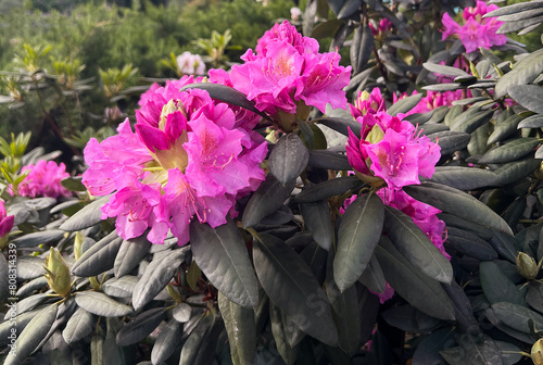 blossoming plant Rhododendron catawbiense or Catawba rhododendron, mountain rosebay, purple ivy, purple laurel, purple rhododendron, red laurel, rosebay, rosebay laurel photo