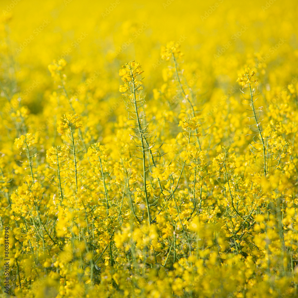 closeup of rapeseed in field closeup of rapeseed in field